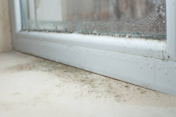 Best Commercial Mold Remediation in USA